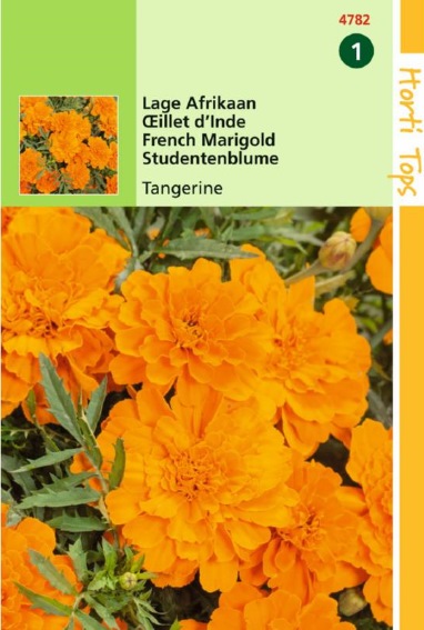 Laag Afrikaantje Tangerine (Tagetes patula) 350 zaden HT